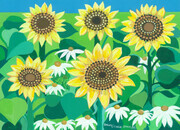 Manitoba Sunflower