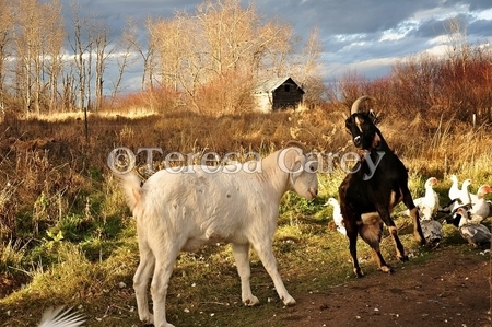 Animal Yard - by Teresa Carey