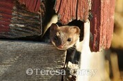 Weasel Early Spring Coat (DSC 0020) - By Teresa Carey