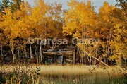 Autumn Shack in the Woods (DSC 0060) - by Teresa Carey
