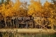Autumn Shack in the Woods (DSC 0060) - by Teresa Carey